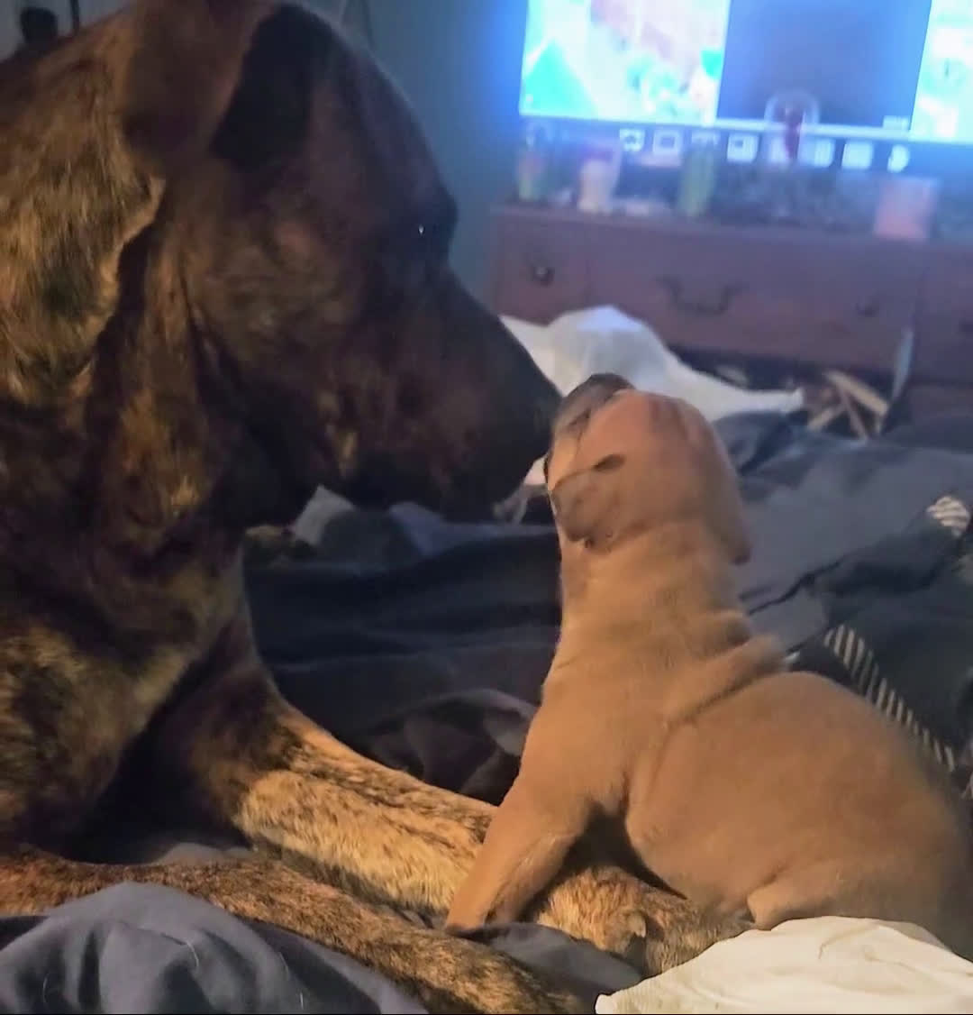 Mixed Breed dogs for sale:  calico  - Video 1