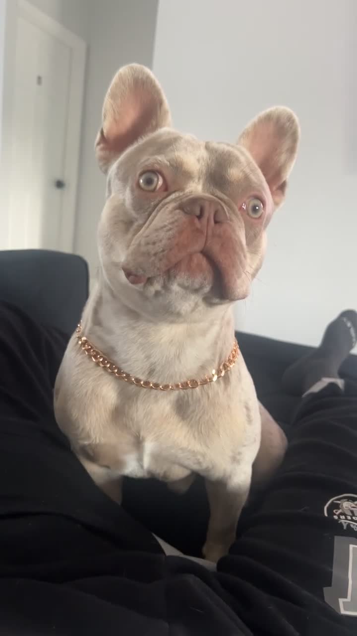 French Bulldog dogs for sale: French Bulldog 3 - Video 1