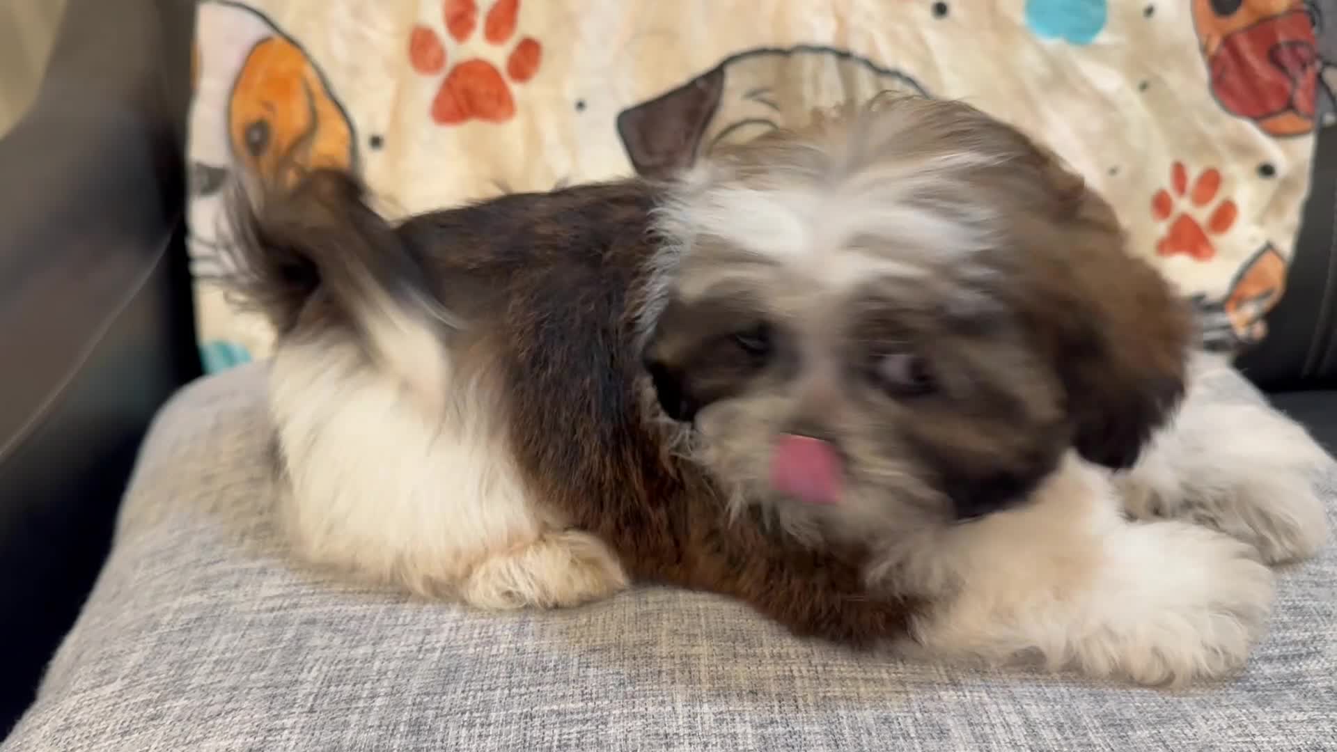 Shih Tzu dogs for sale: Michael - Video 1