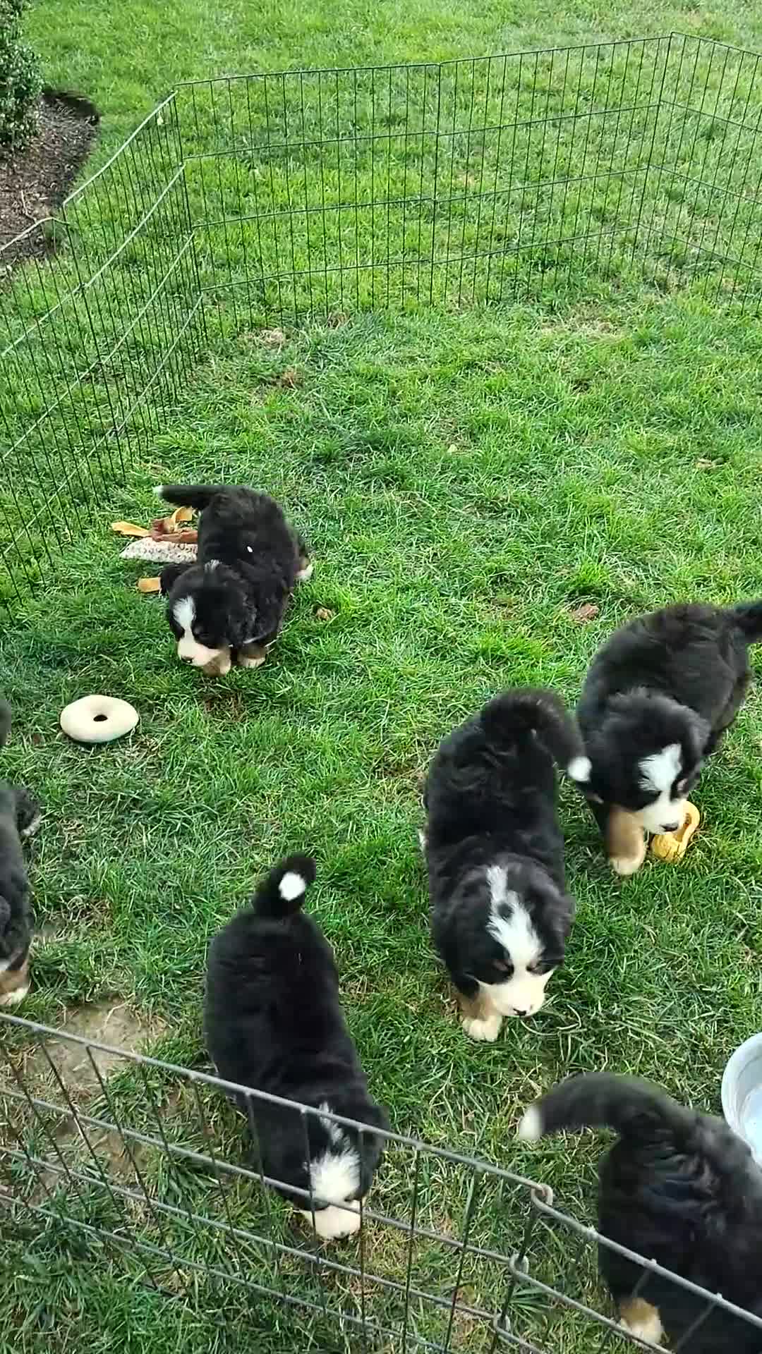 Bernese Mountain Dog dogs for sale: Marble - Video 1