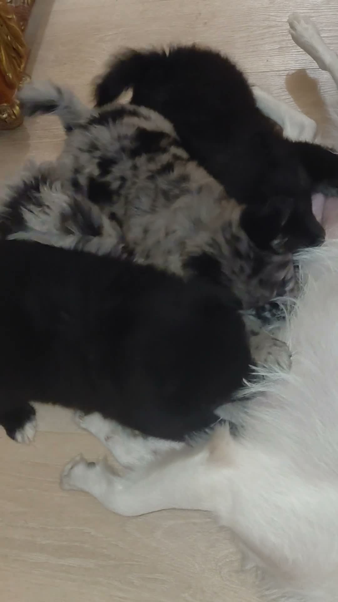 Pomsky dogs for sale: Twin - Video 2