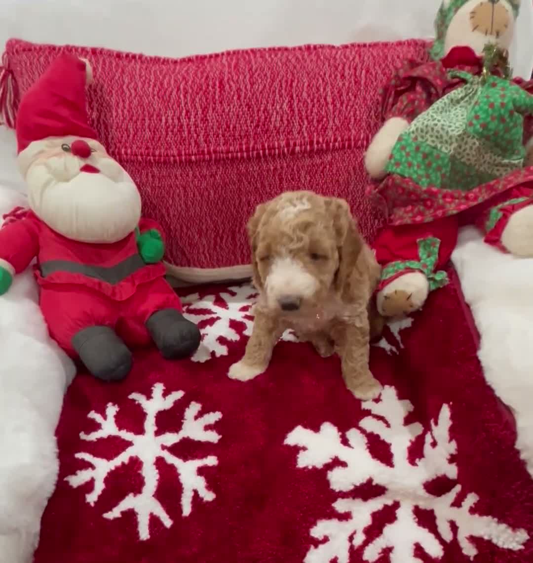 Mini Goldendoodle dogs for sale: Mini Goldendoodle Prince Charming - Video 1