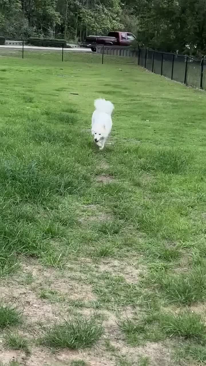 Samoyed dogs for sale: Samoyed 1 - Video 1