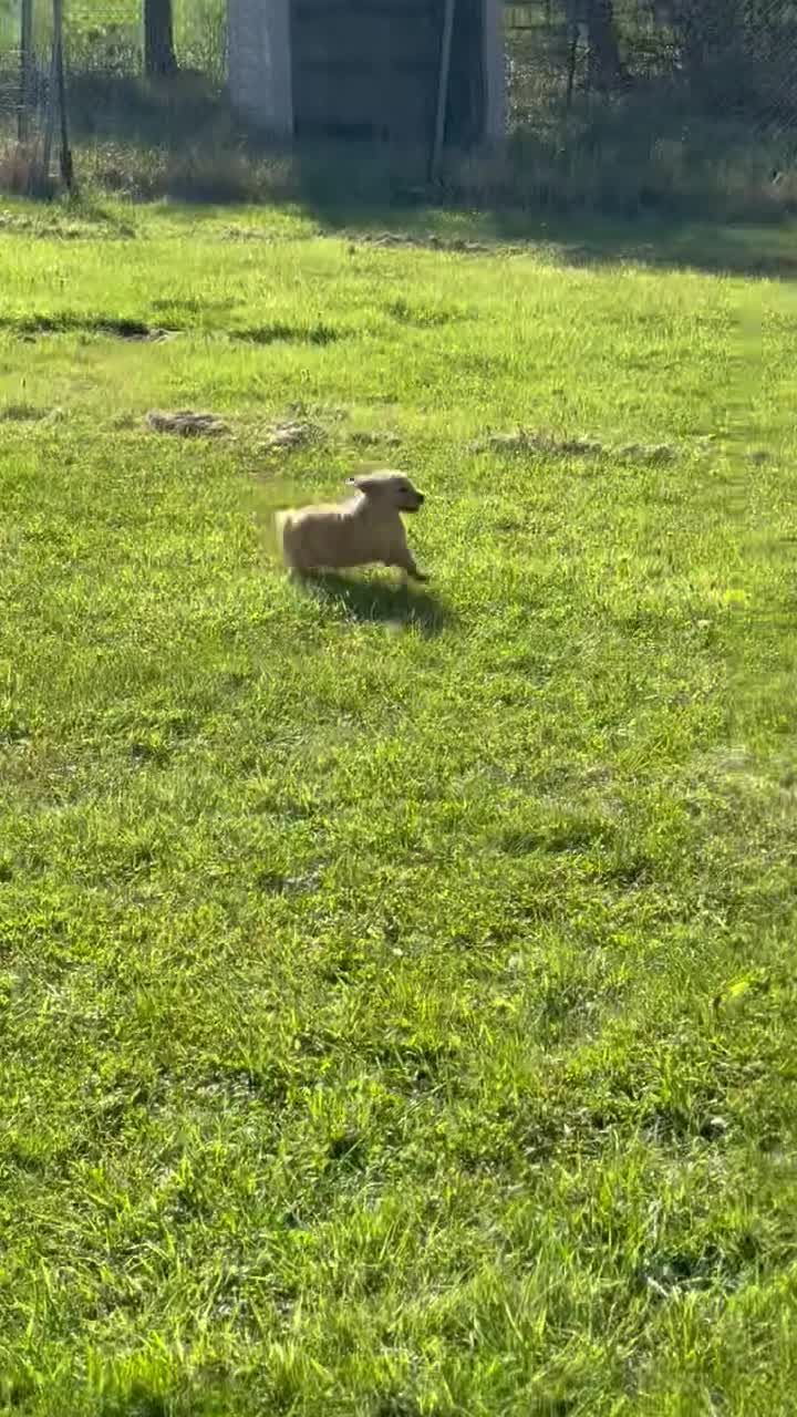 Golden Retriever dogs for sale: Buddy - Video 1