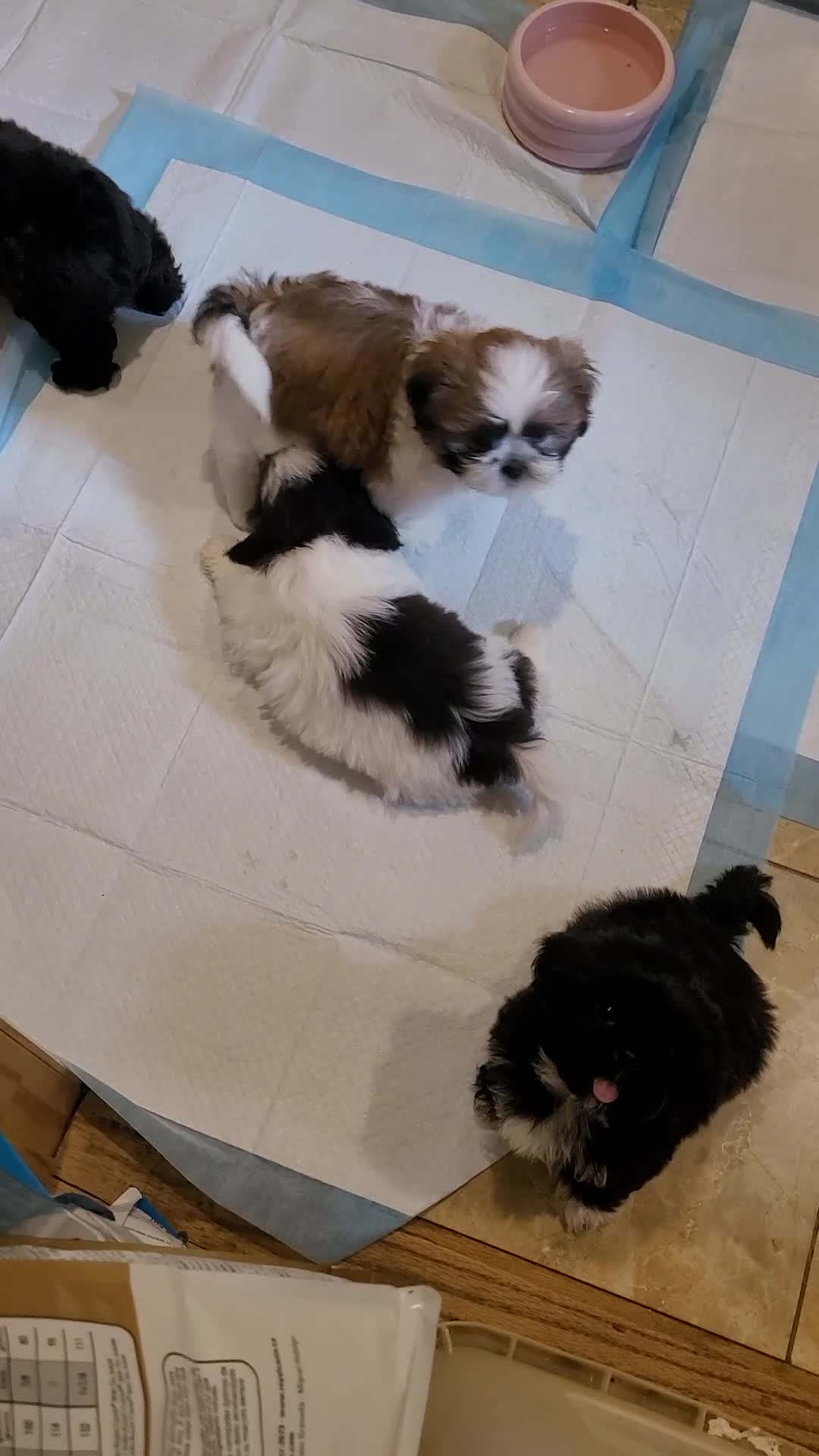 Shih Tzu dogs for sale: Crypto  - Video 2