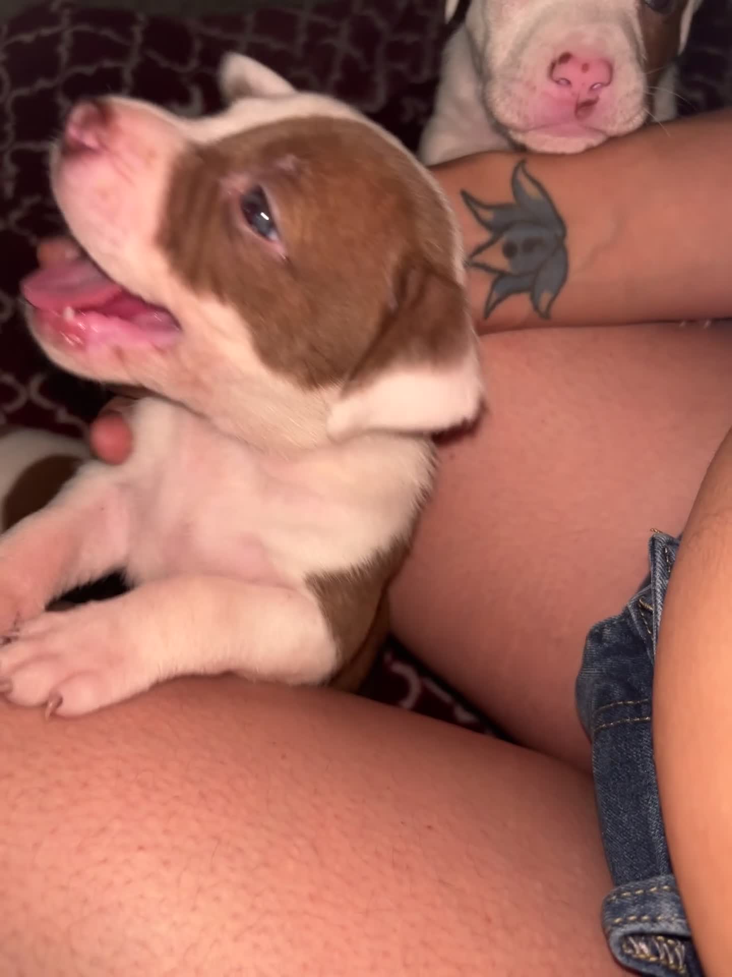 American Bully dogs for sale: Phantom - Video 2