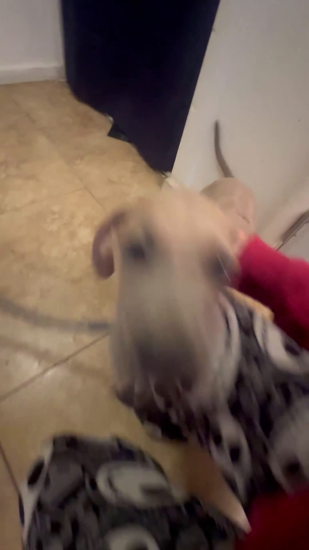 Great Dane dogs for sale: Great Dane Puppy 1 - Video 1
