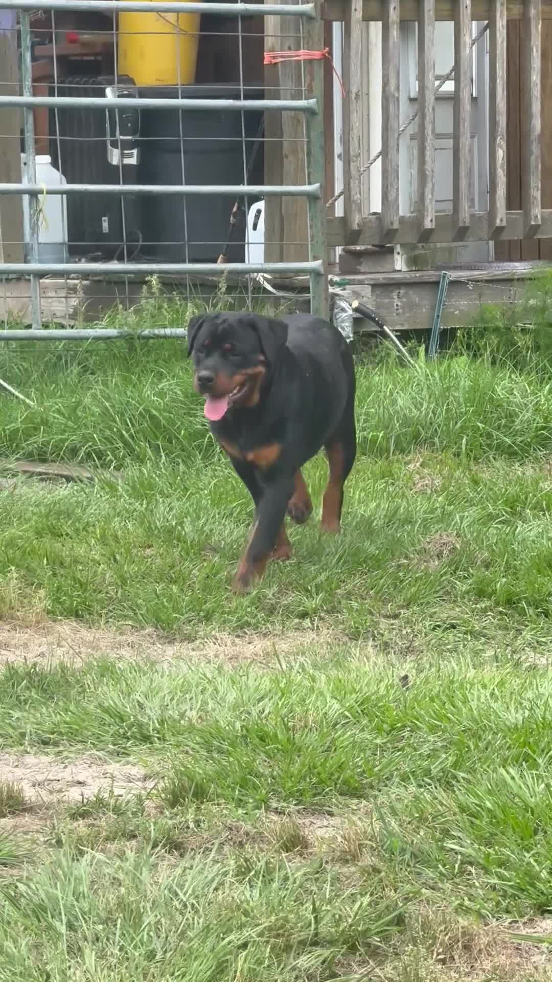 Rottweiler dogs for sale: Rottweiler Puppy 1 - Video 1
