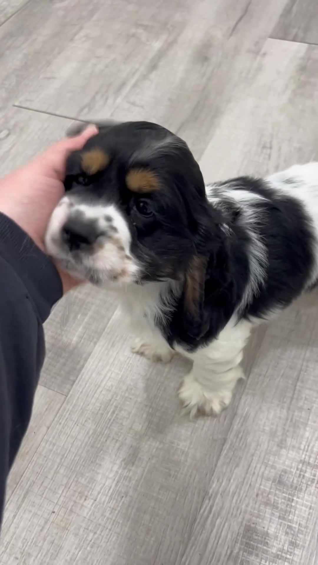 Cocker Spaniel dogs for sale: Oakley - Video 1