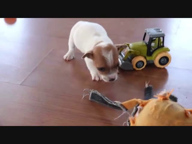 Jack Russell Terrier dogs for sale: Scotty - Video 1