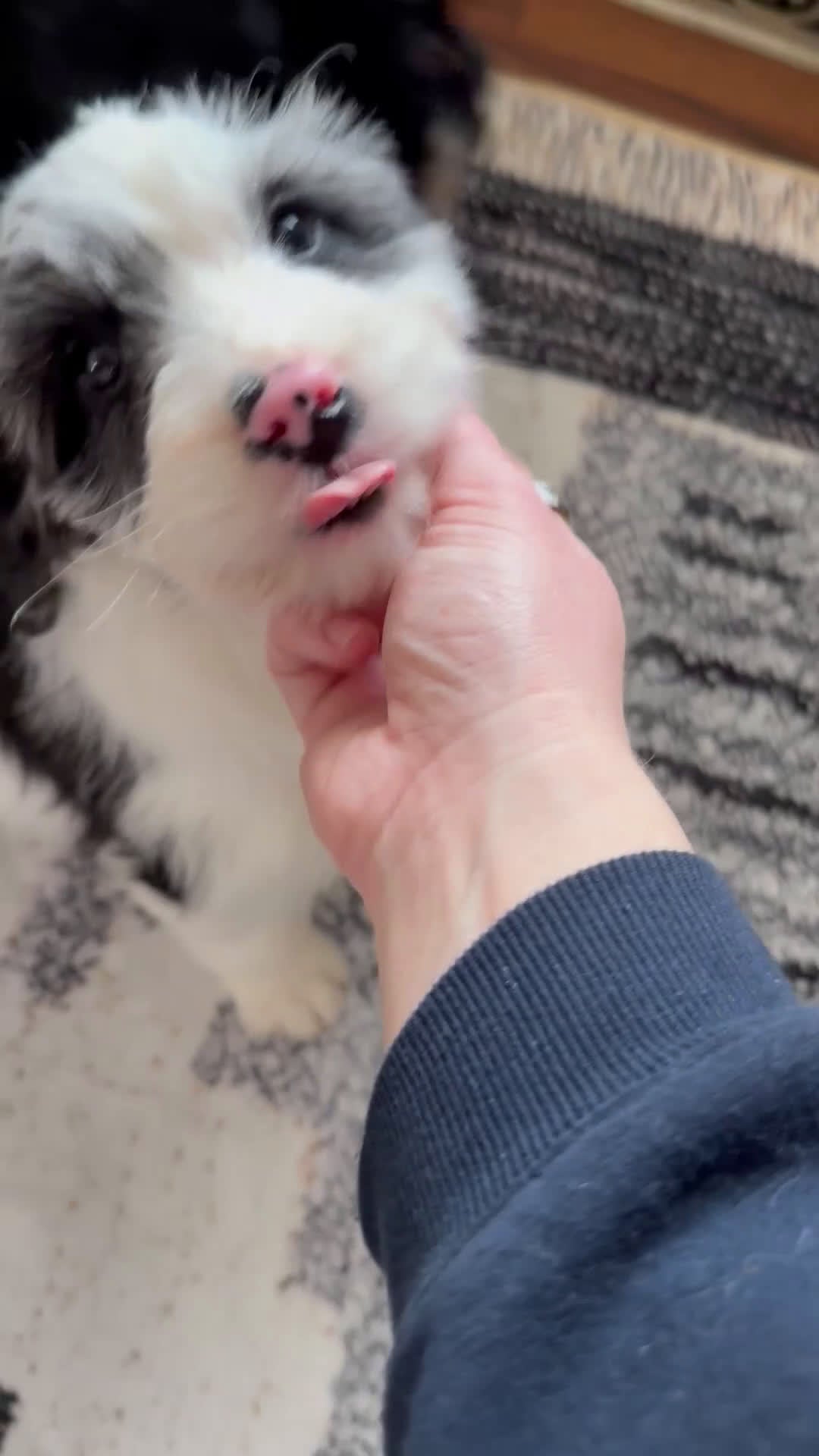 Aussiedoodle dogs for sale: Crown - Standard F1 - Video 3