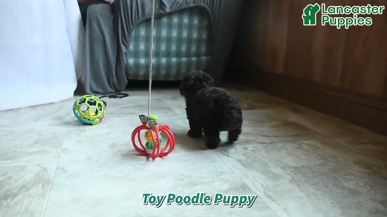 Toy Poodle dogs for sale: Bambi - Video 1