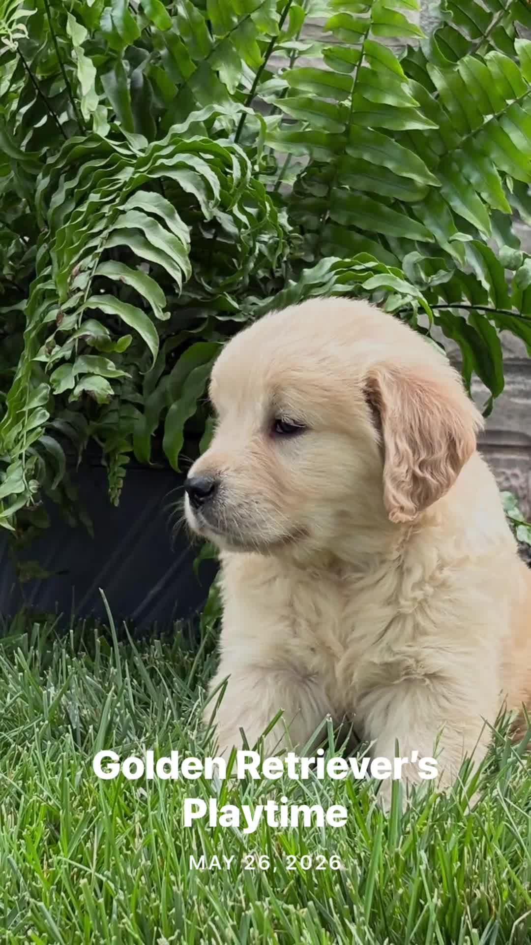 Golden Retriever dogs for sale: Bella - Video 1