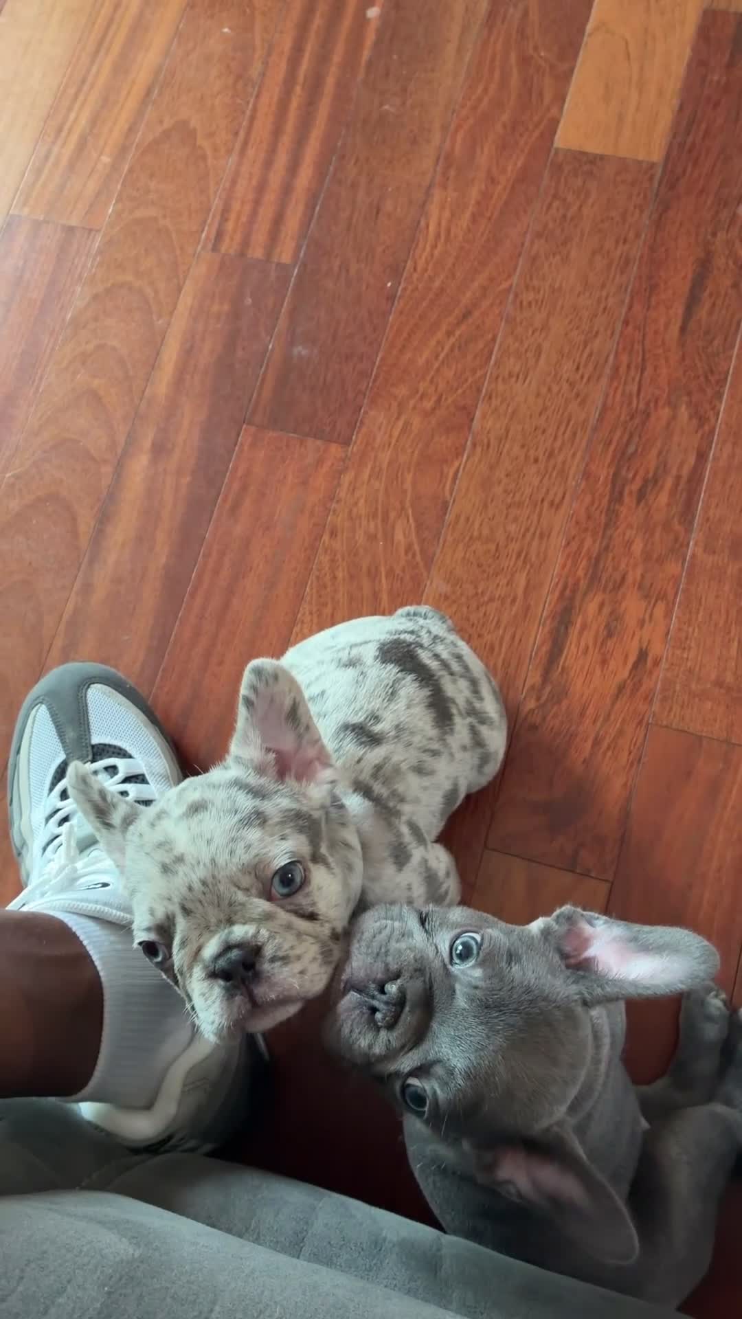 French Bulldog dogs for sale: French Bulldog Puppy 1 - Video 1