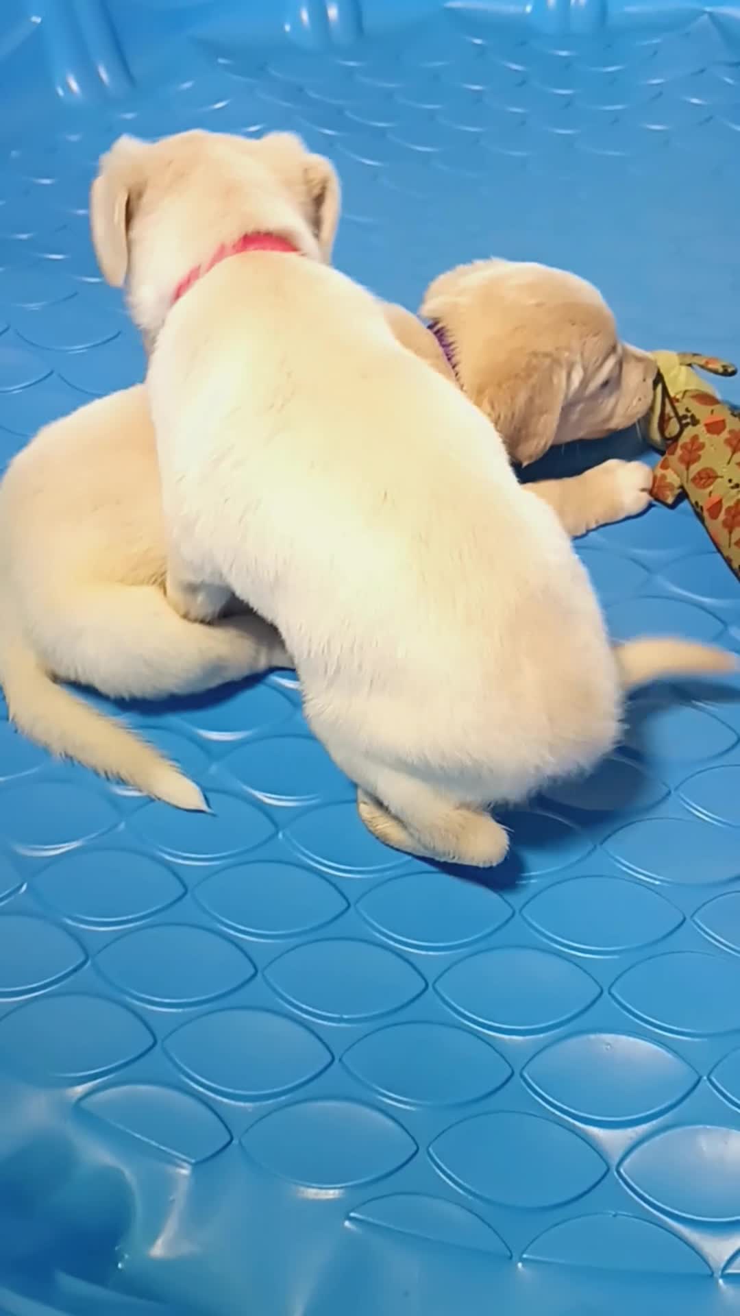 Golden Shepherd dogs for sale: Fancy  - Video 4