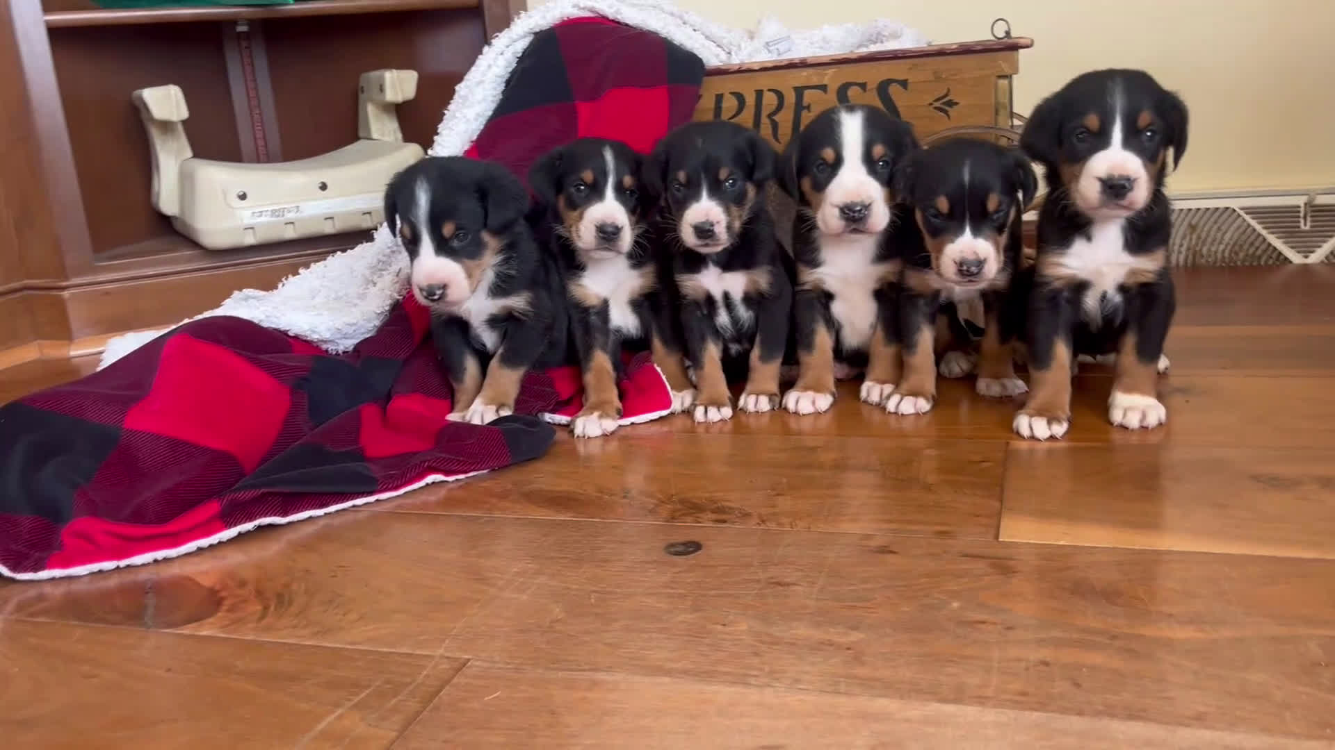 Greater Swiss Mountain Dog dogs for sale: Vanessa🐾❤️AKCHip Cert❤️🐾Call 717-859-8731 - Video 1