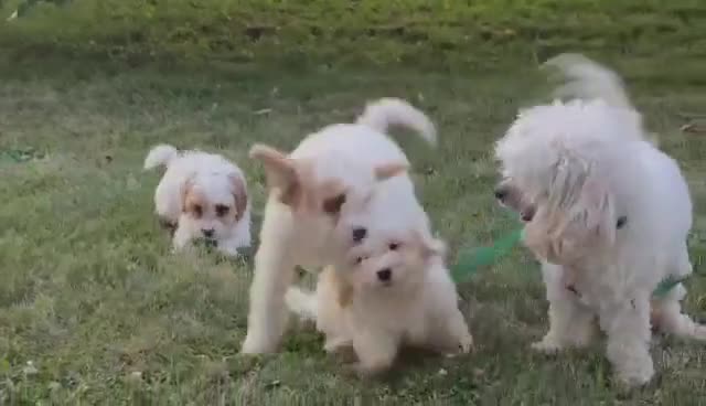 Cavapoo dogs for sale: Nutmeg - Video 2