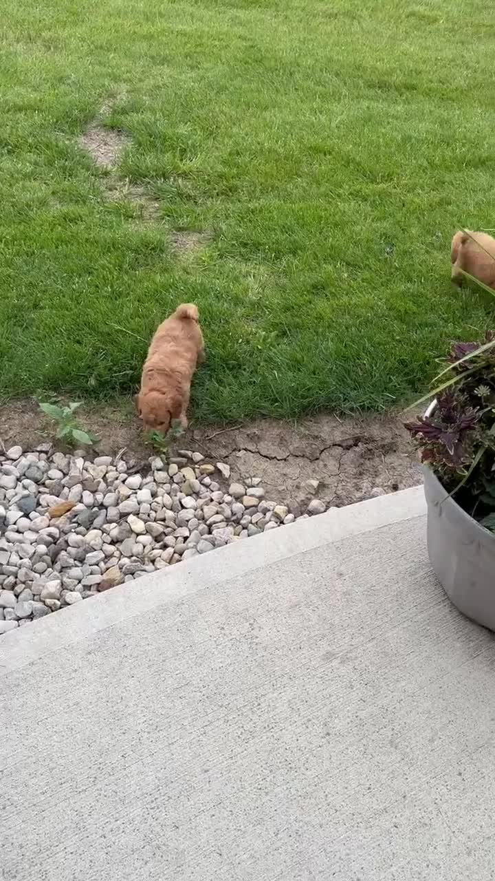 Mini Goldendoodle dogs for sale: Mini Gordon - Video 2