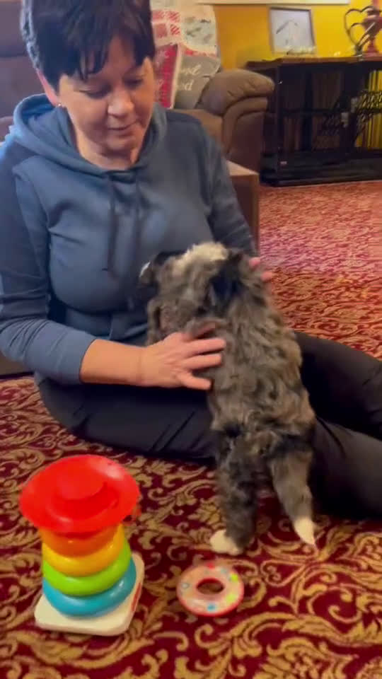 Mini Bernedoodle dogs for sale: Pudding Pop *Turf Trained* - Video 2