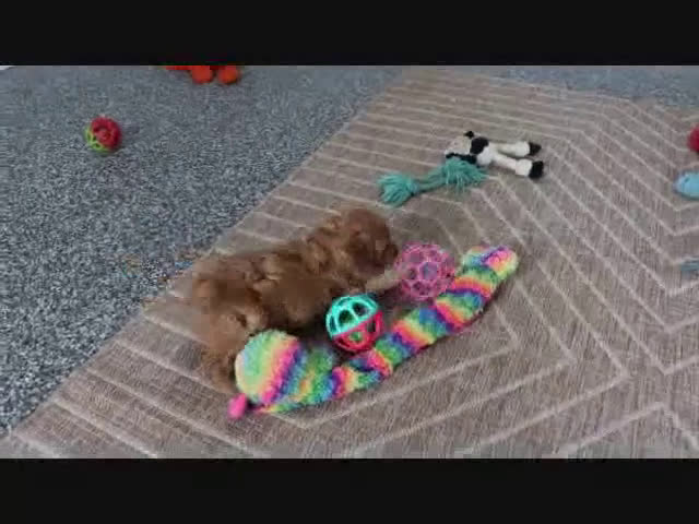 Mini Goldendoodle dogs for sale: Frankie - Video 1