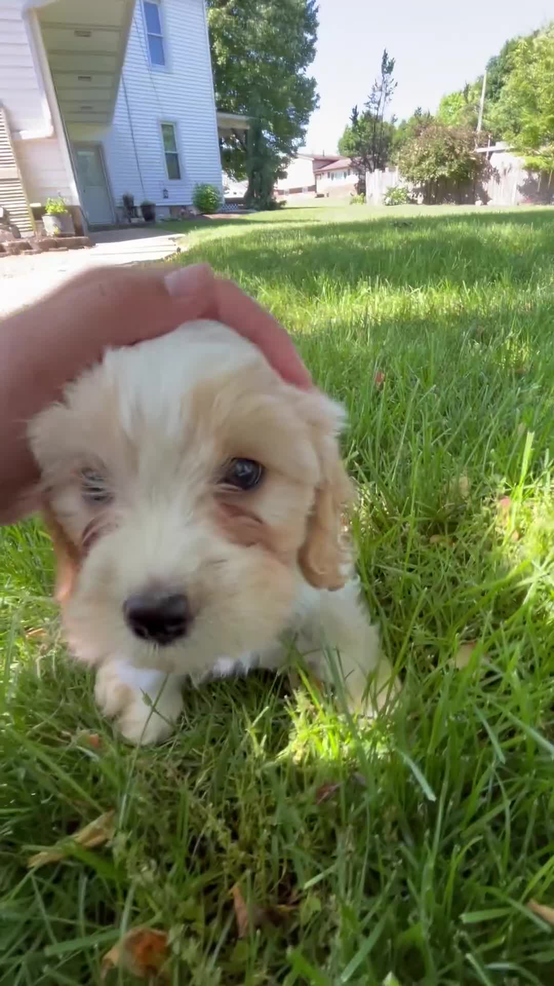 Cavapoo dogs for sale: Eliot - Video 1