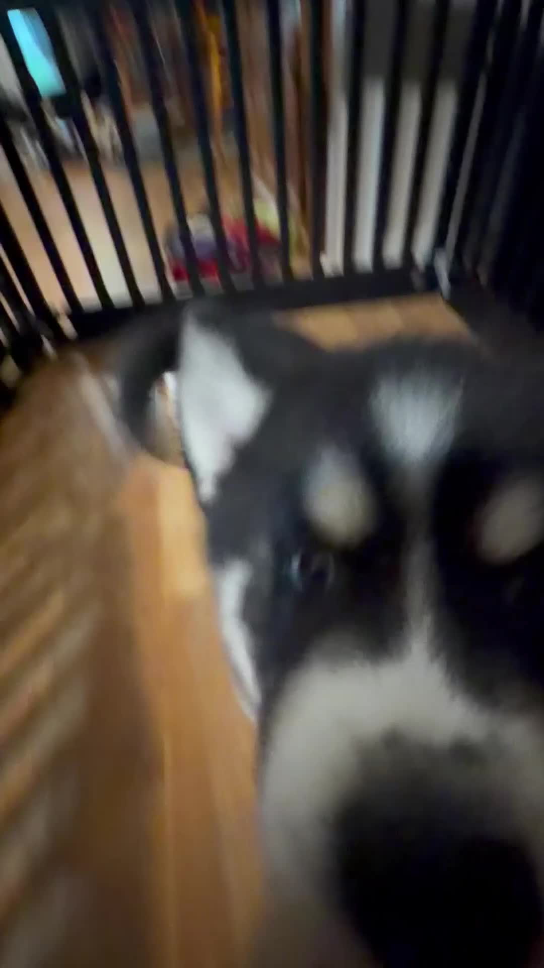 Siberian Husky dogs for sale: Storm - Video 2