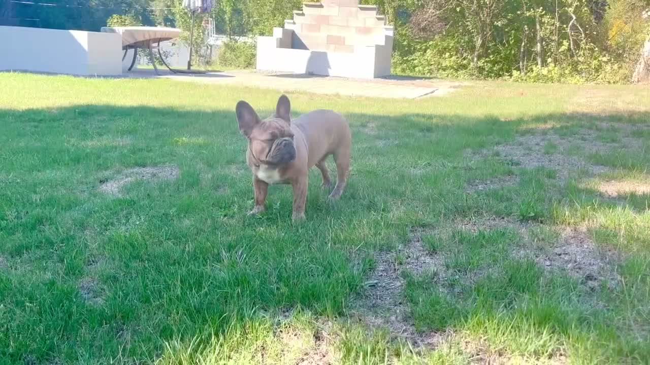French Bulldog dogs for sale: Prince - Video 3