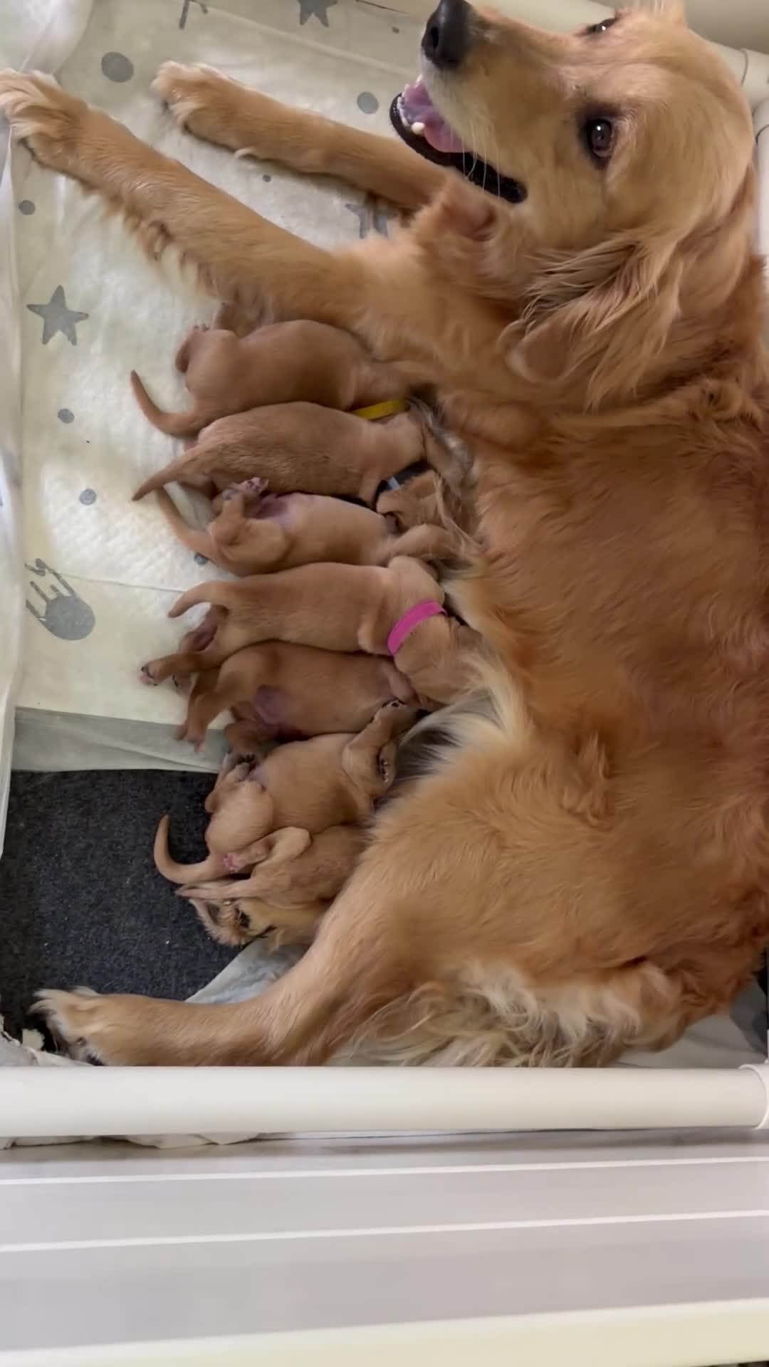 Golden Retriever dogs for sale: Orange  - Video 1