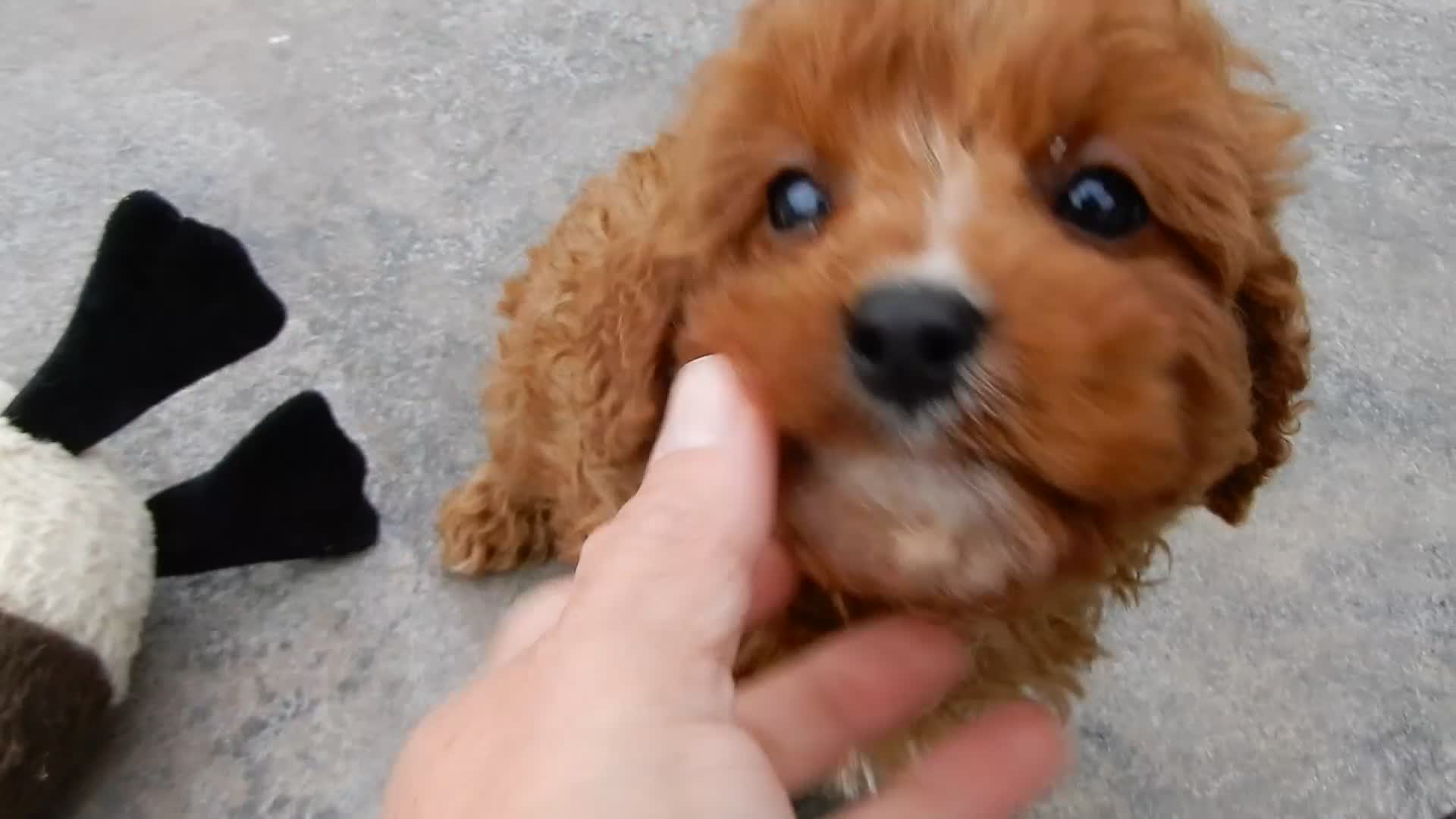 Cavapoo dogs for sale: Callie - Video 1