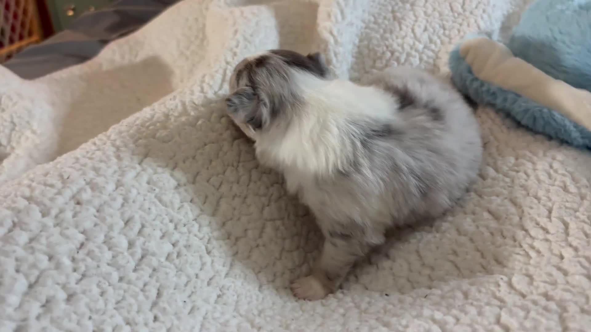 Pomchi dogs for sale: Pomchi 1 - Video 1