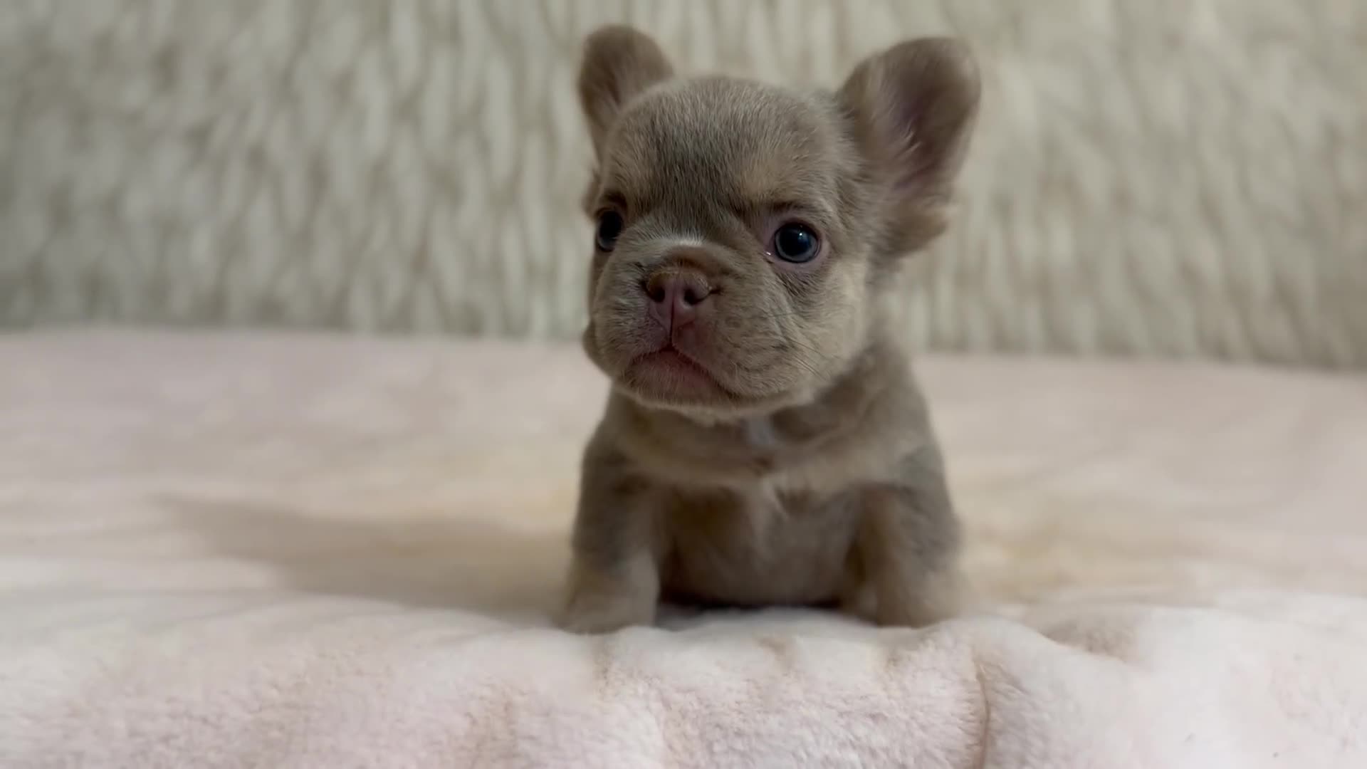 French Bulldog dogs for sale: French Bulldog Puppy 1 - Video 1