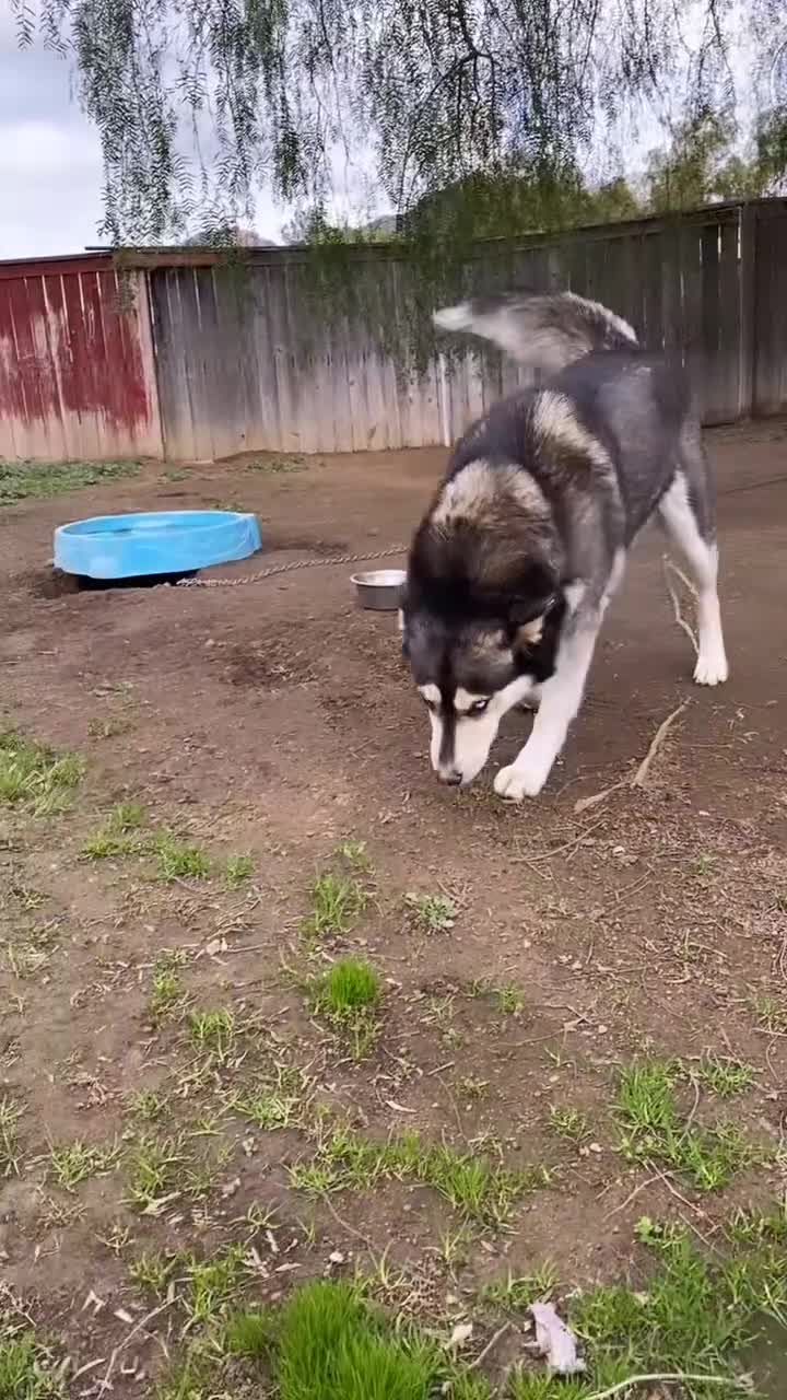 Pitsky dogs for sale: Pitsky 7 - Video 1