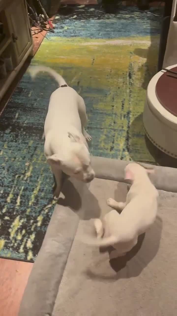 Mixed Breed dogs for sale: Mixed Breed 4 - Video 1