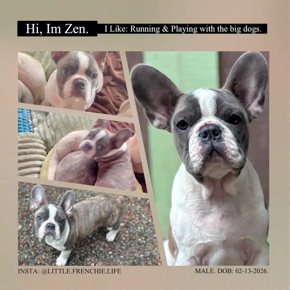 Frenchton dogs for sale: Zen - Video 1