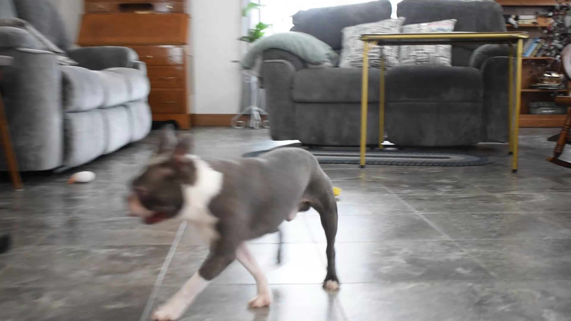 Boston Terrier dogs for sale: Rudy - Video 2