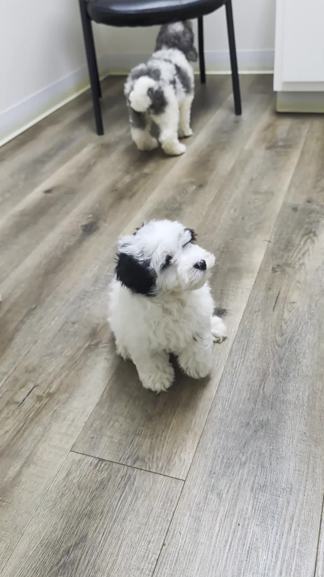 Cavapoo dogs for sale: Gizmo 🐶 - Video 1