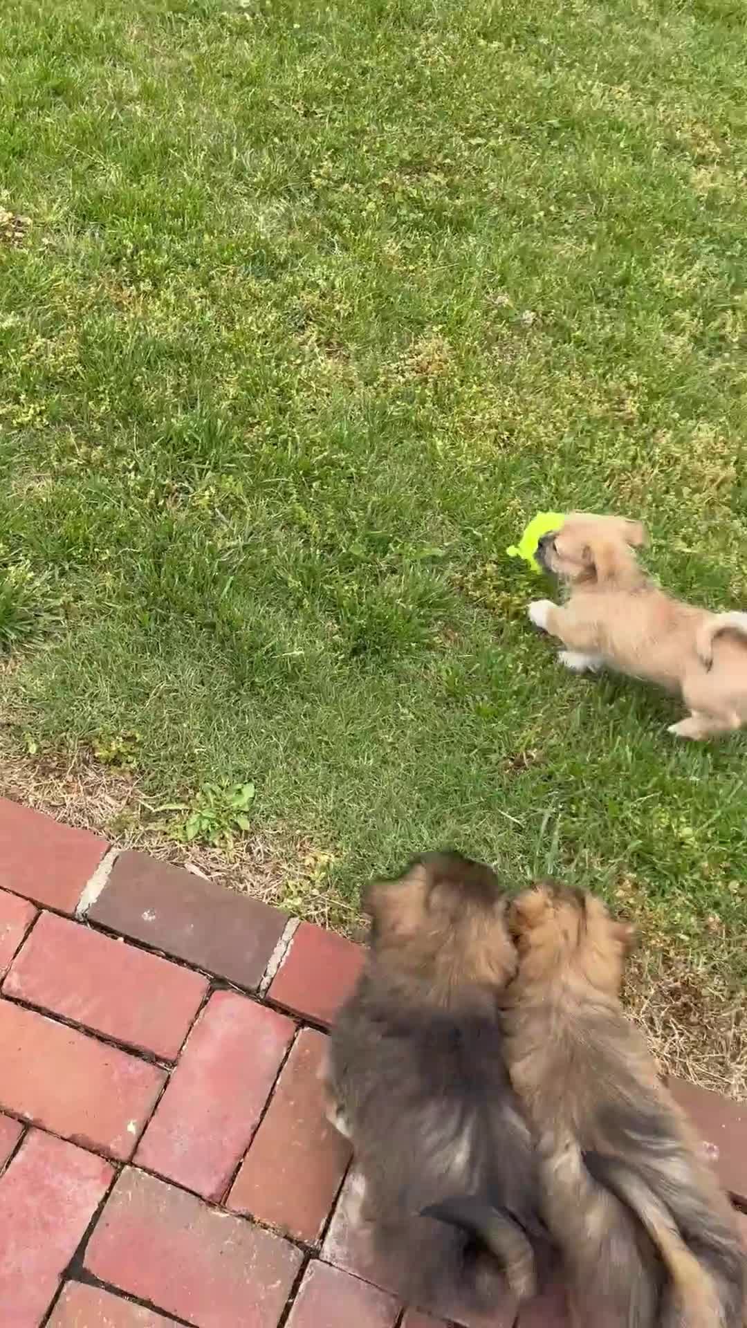 Mixed Breed dogs for sale: Boots - Video 1
