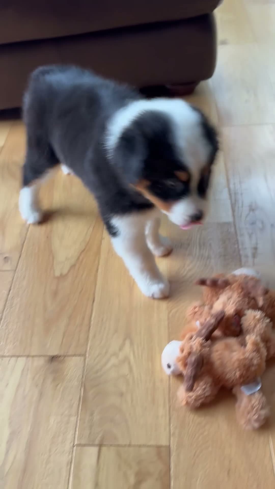 Australian Shepherd dogs for sale: Indy - Video 1