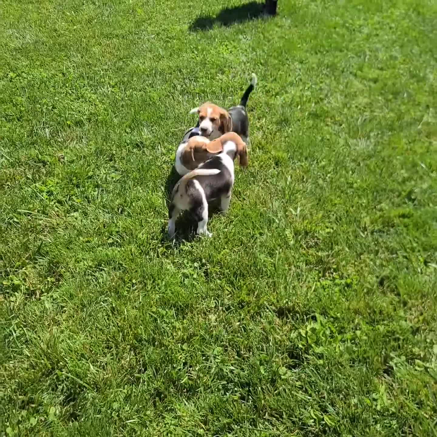 Beagle dogs for sale: Bruno - Video 1