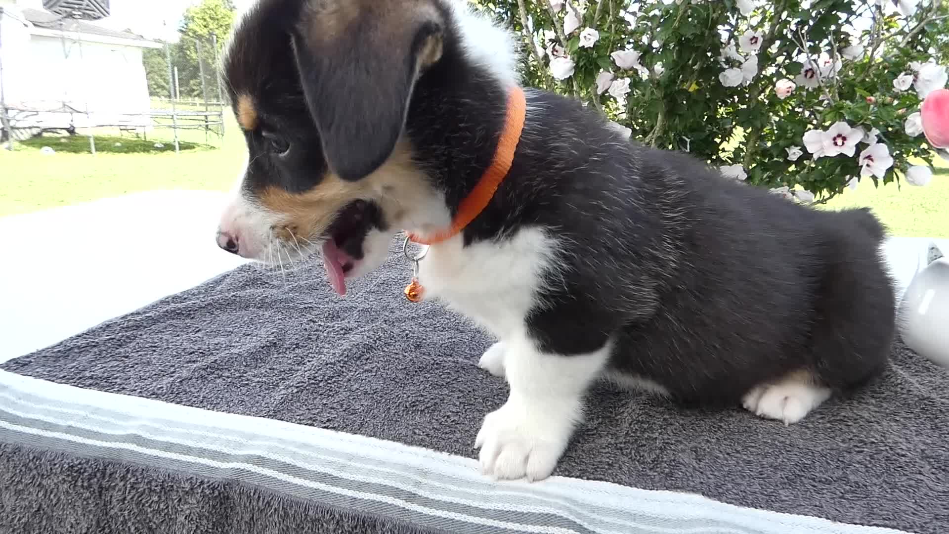 Welsh Corgi Pembroke dogs for sale: Welsh Corgi Pembroke 3 Magnum - Video 1
