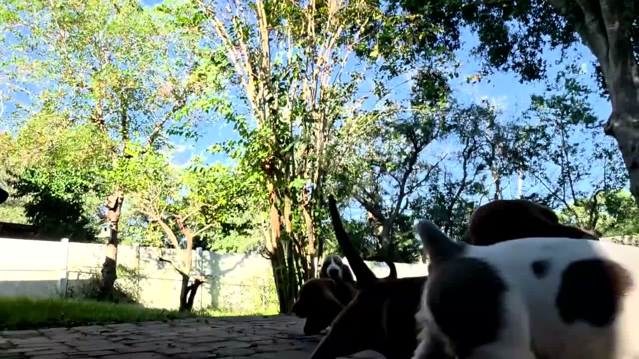 Basset Hound dogs for sale: 💙READY NOW black collar - Video 1