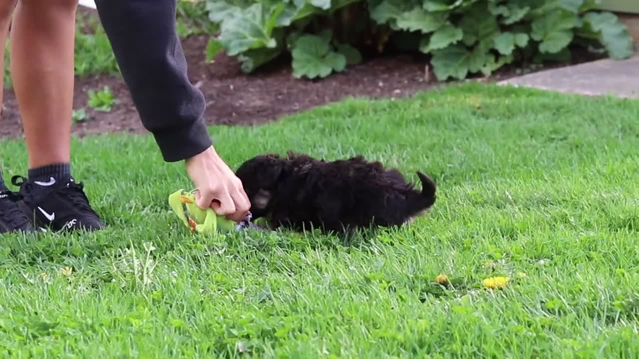 Mini Aussiedoodle dogs for sale: Hazel - Video 1
