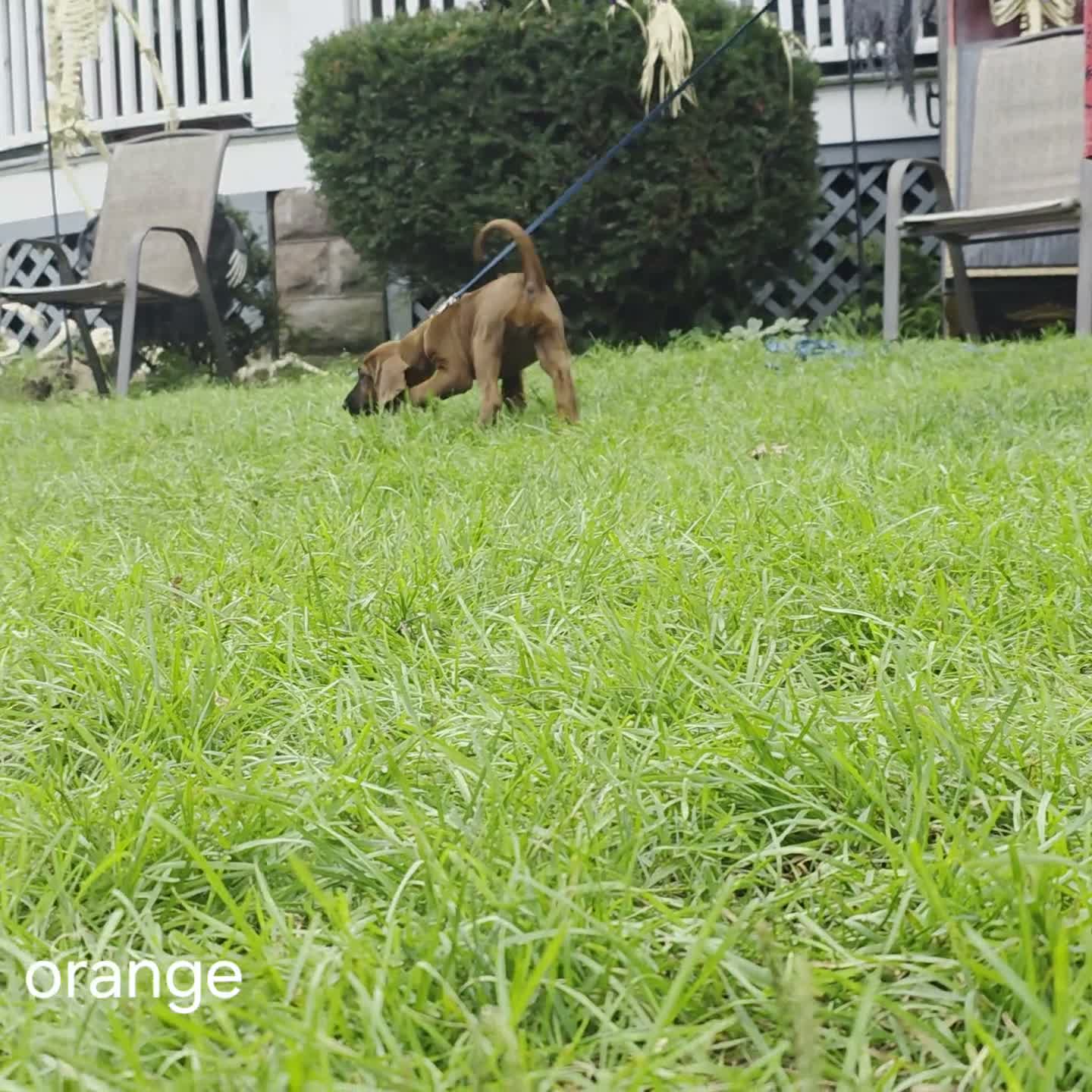 Redbone Coonhound dogs for sale: Redbone Coonhound 7(orange) - Video 2