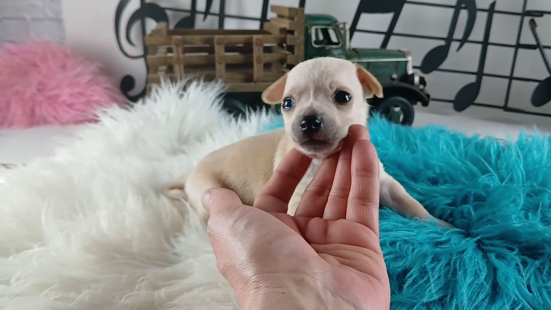 Chihuahua dogs for sale: Cece's cream boy, NATIONWIDE DELIVERY  - Video 1