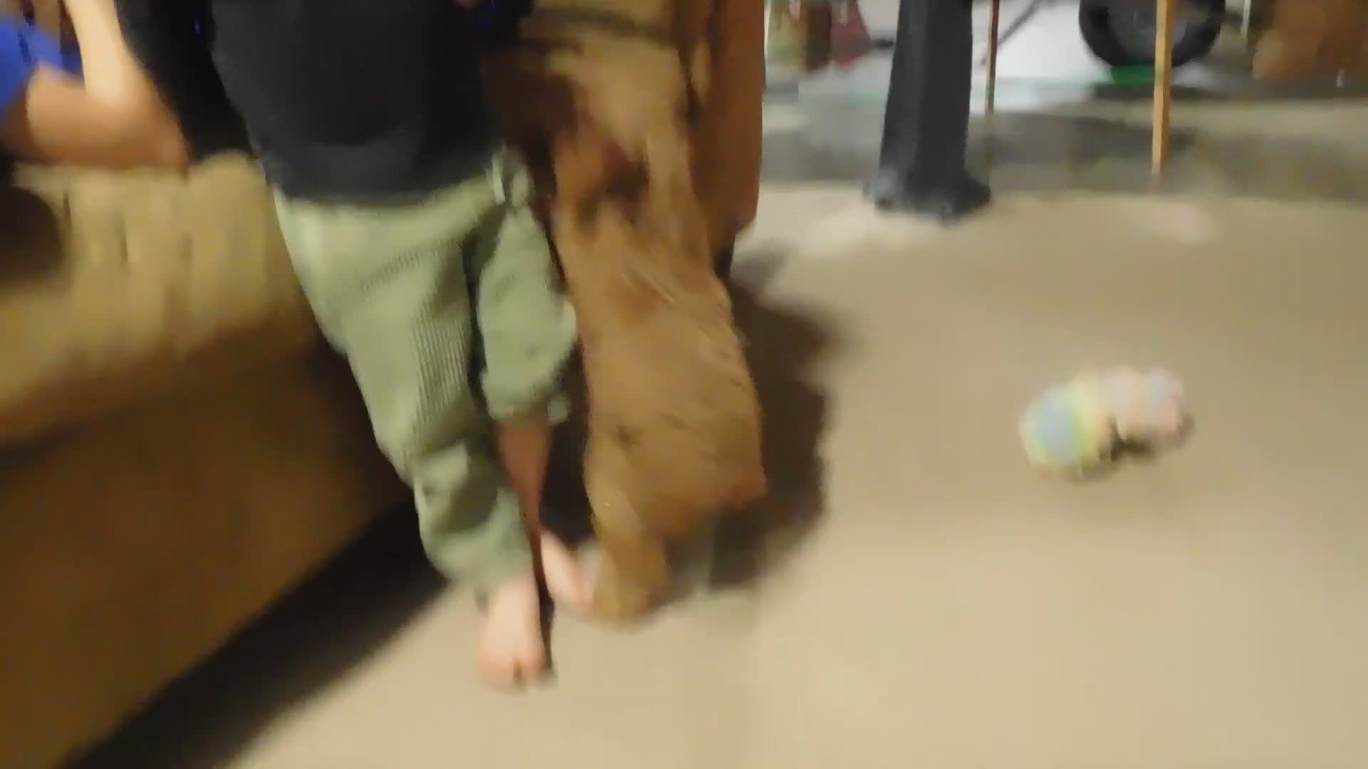 Cavapoo dogs for sale: Beau - Video 4