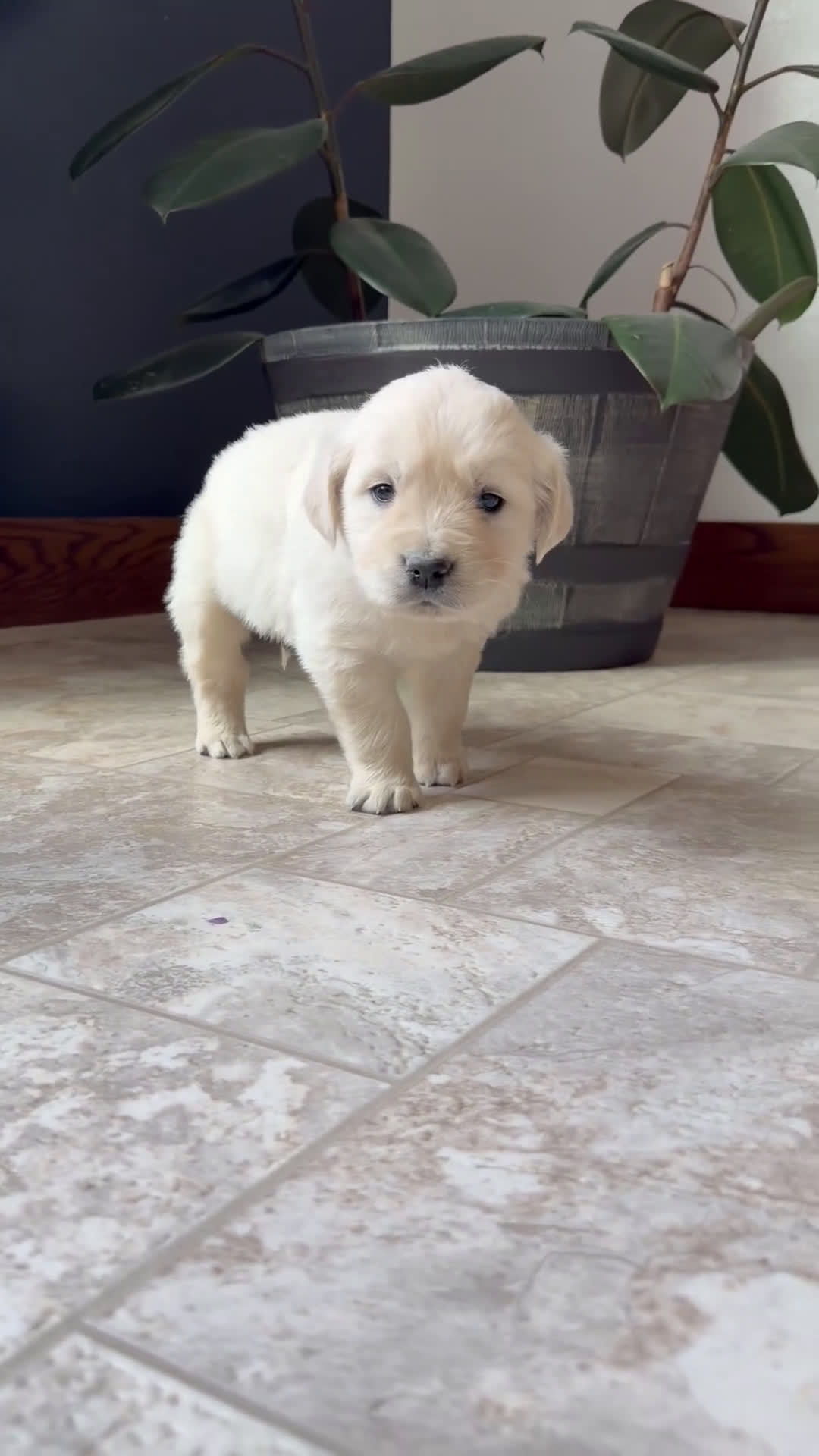 Golden Retriever dogs for sale: Banks - Video 1