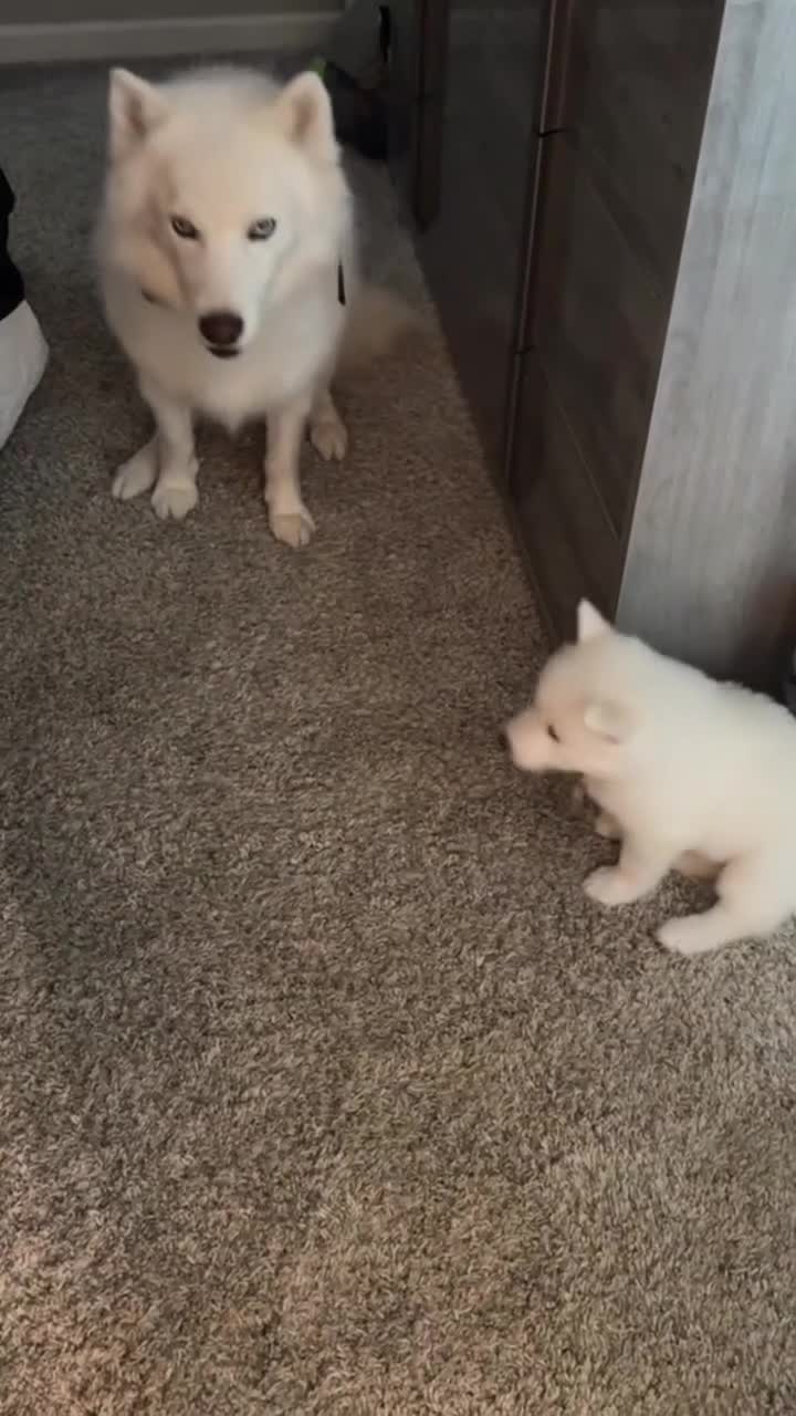 Siberian Husky dogs for sale: Marshmallow  - Video 1
