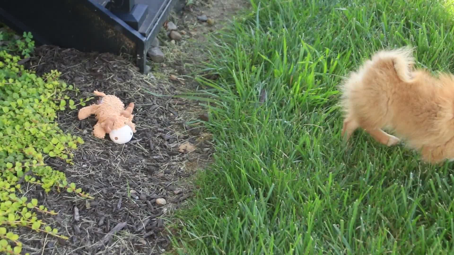 Pomeranian dogs for sale: Bingo Pomeranian  - Video 1