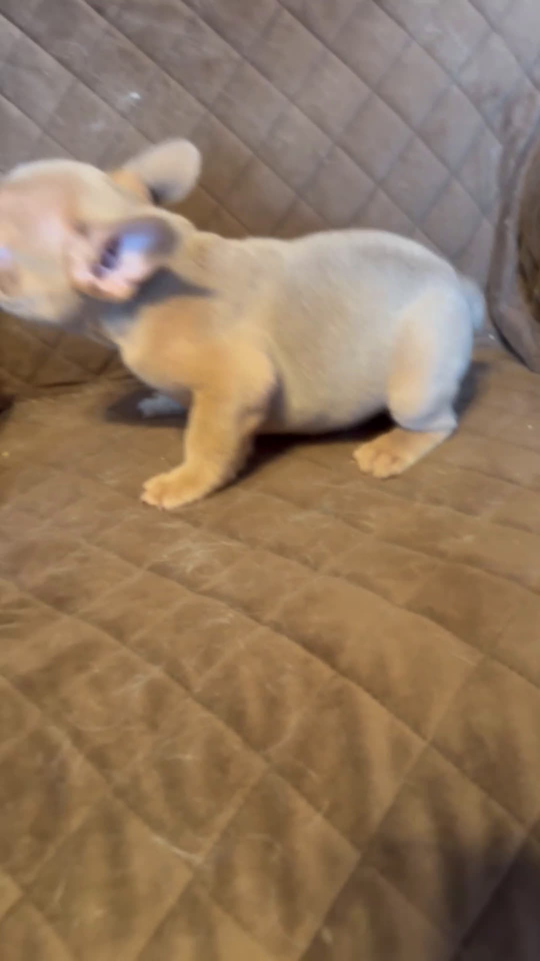 French Bulldog dogs for sale: French Bulldog Puppy 1 - Video 2