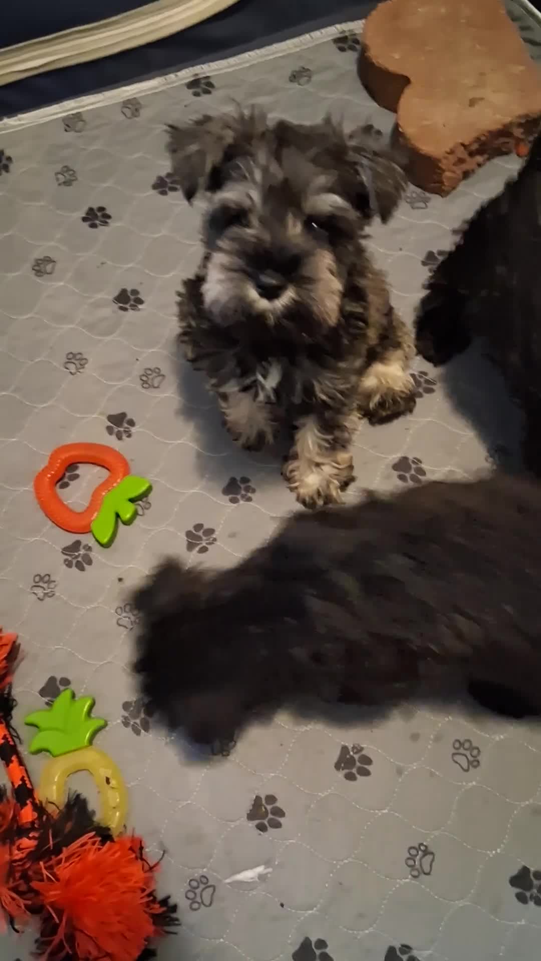 Miniature Schnauzer dogs for sale: Cupcake AKC Miniature Schnauzer - Video 1